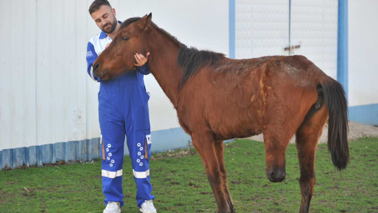 Uyutulması planlanan at sahiplenildi, bacağı ampute edildi